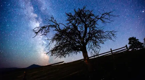 Nocne niebo pełne gwiazd i Drogi Mlecznej nad samotnym drzewem. Dowiedz się, jak zrobić zdjęcie gwiazd telefonem, by uchwycić takie cuda.