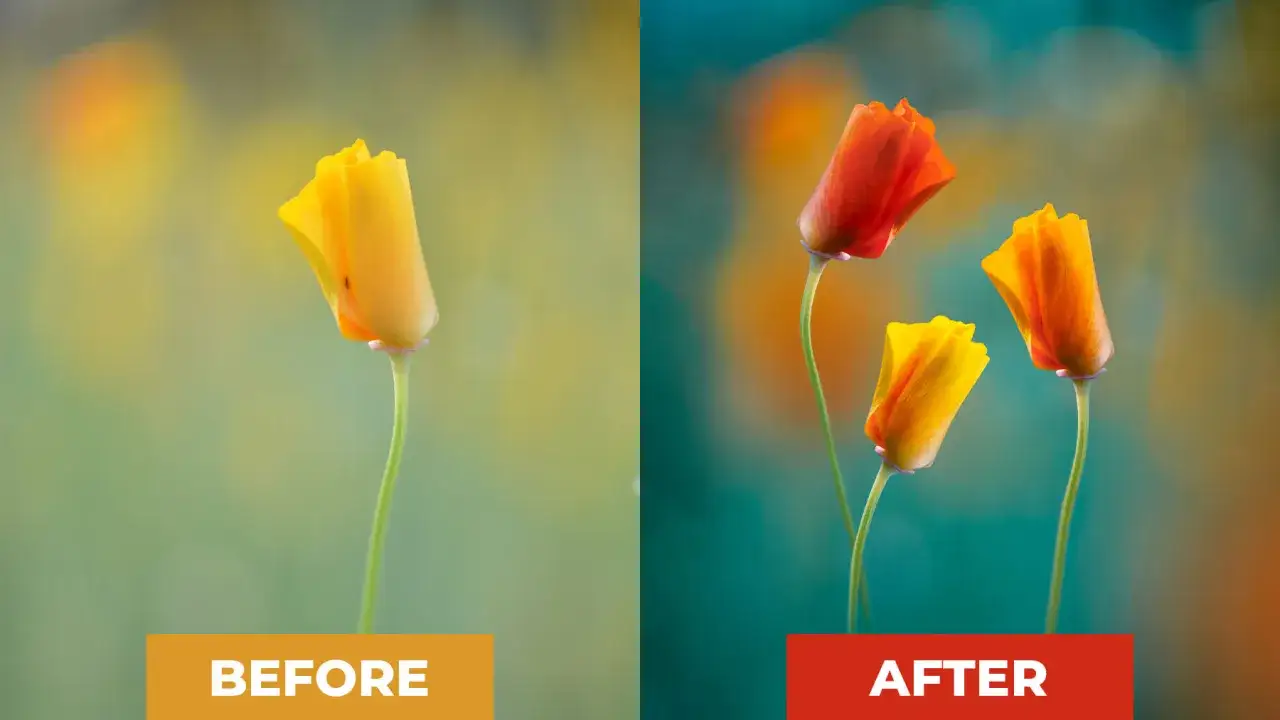 Porównanie zdjęć maków: przed i po edycji w Photoshopie, pokazujące, jak poprawić jakość zdjęcia w Photoshopie.